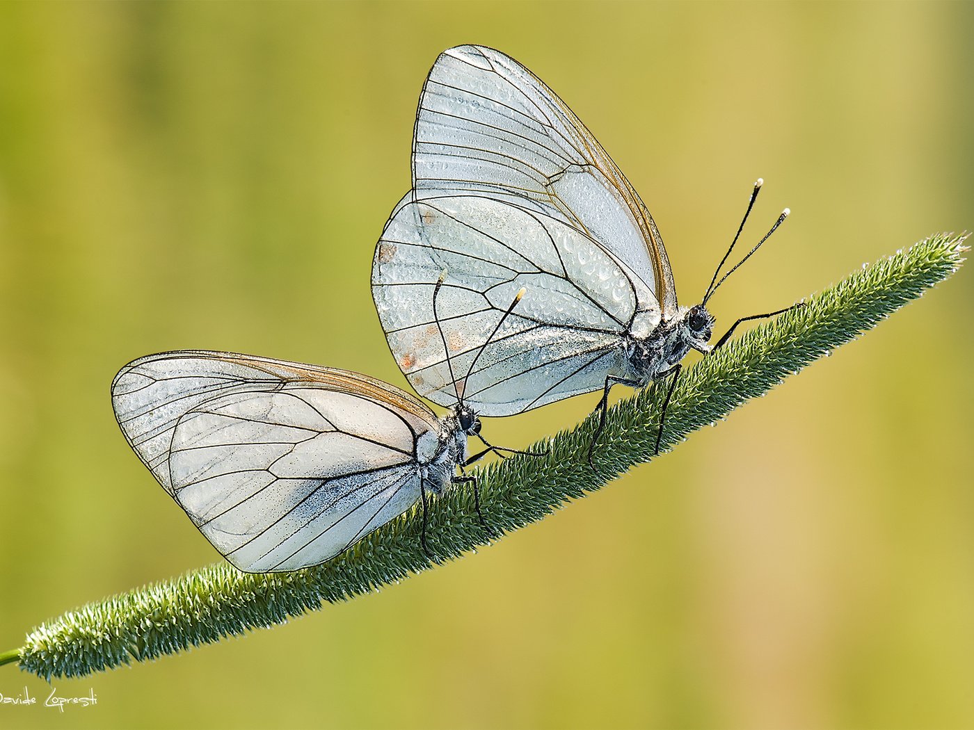 Обои трава, природа, фон, насекомые, пара, бабочки, davide lopresti, боярышница, grass, nature, background, insects, pair, butterfly, the aporia crataegi разрешение 2000x1333 Загрузить