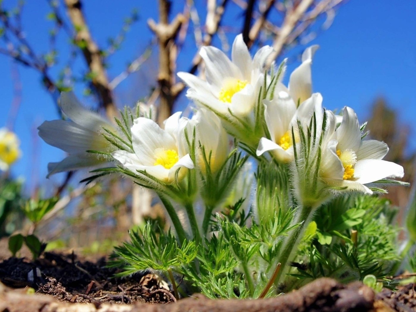 Обои цветы, весна, сон-трава, прострел, flowers, spring, sleep-grass, cross разрешение 1920x1080 Загрузить