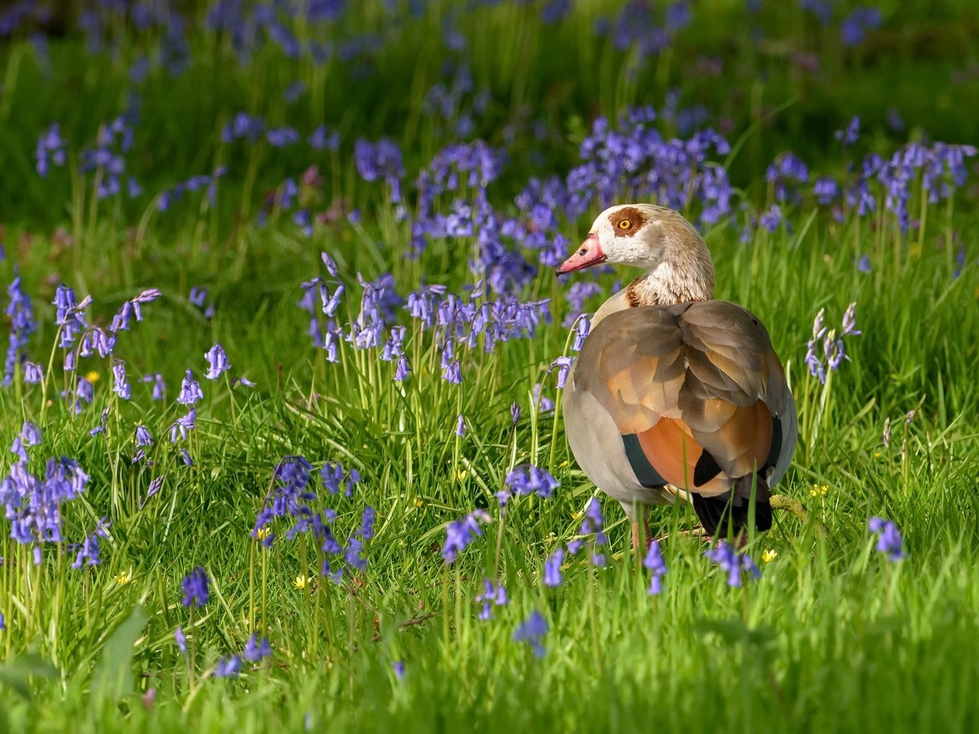 Обои цветы, трава, птица, клюв, перья, утка, flowers, grass, bird, beak, feathers, duck разрешение 2048x1152 Загрузить