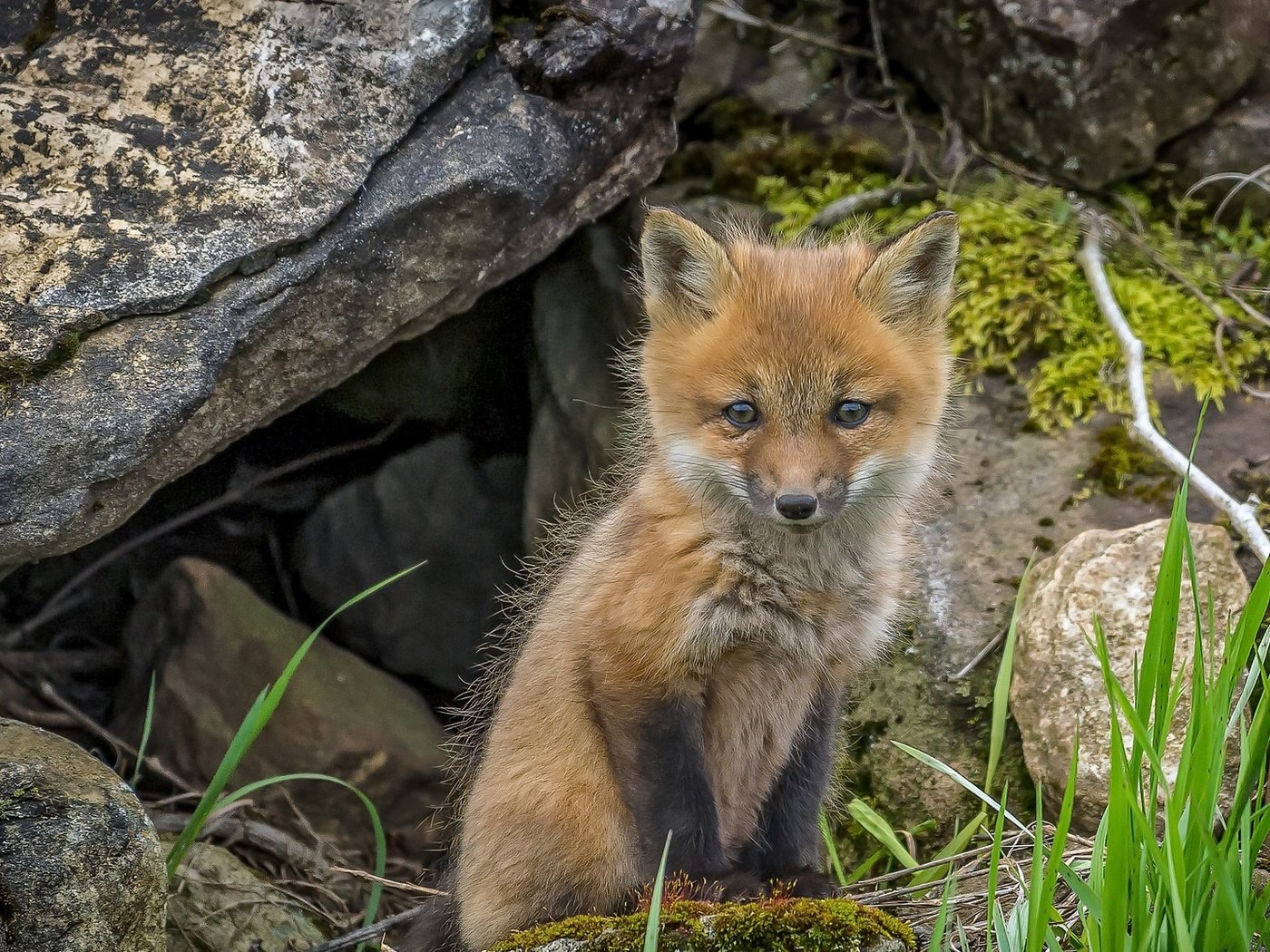 Обои фон, лиса, лисица, животное, лисенок, background, fox, animal разрешение 2048x1114 Загрузить