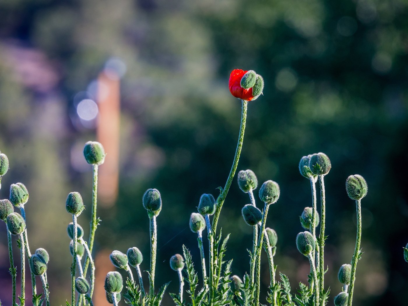 Обои бутоны, мак, стебли, головки, боке, buds, mac, stems, head, bokeh разрешение 4494x2996 Загрузить