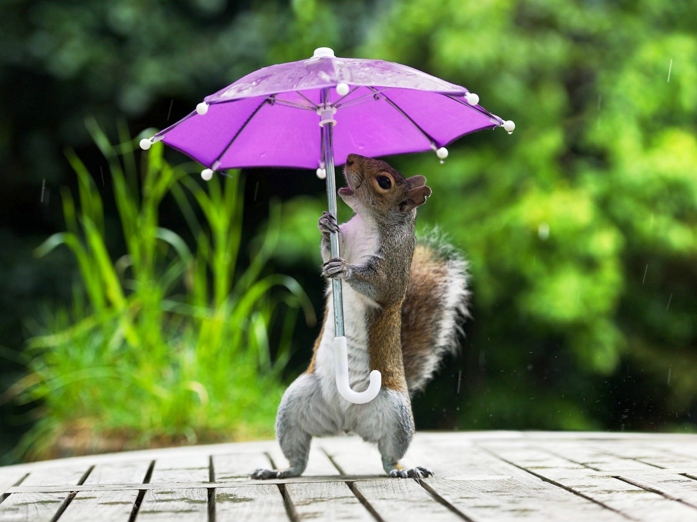 Обои фон, юмор, белка, зонтик, лапки, background, humor, protein, umbrella, legs разрешение 1920x1391 Загрузить