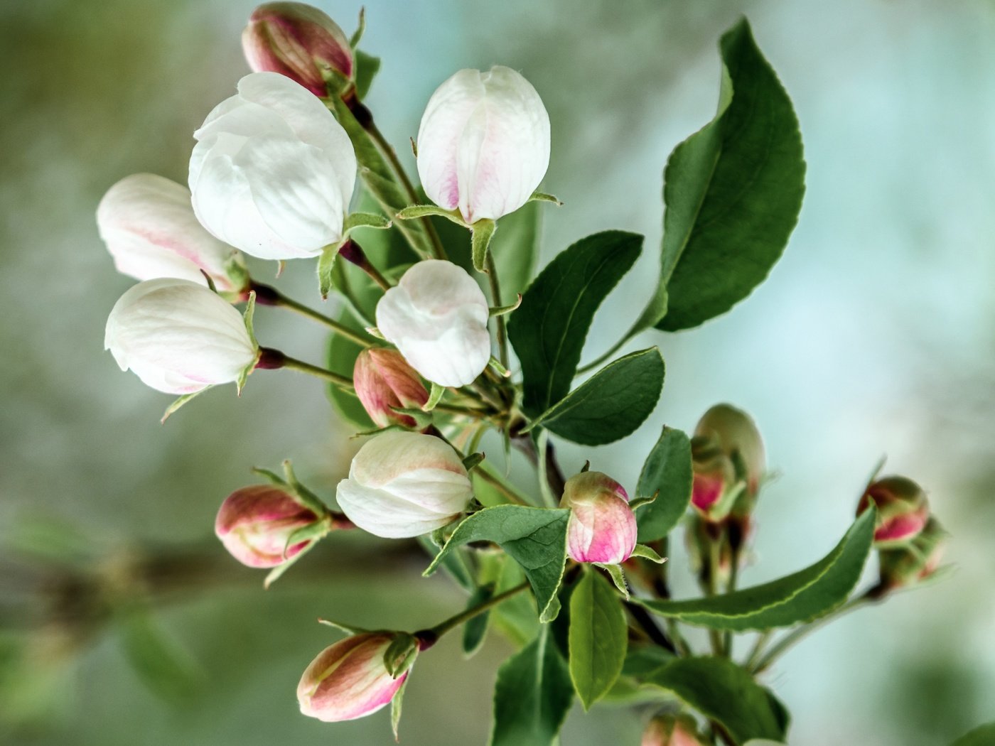 Обои цветы, ветка, цветение, бутоны, весна, яблоня, flowers, branch, flowering, buds, spring, apple разрешение 3423x2690 Загрузить