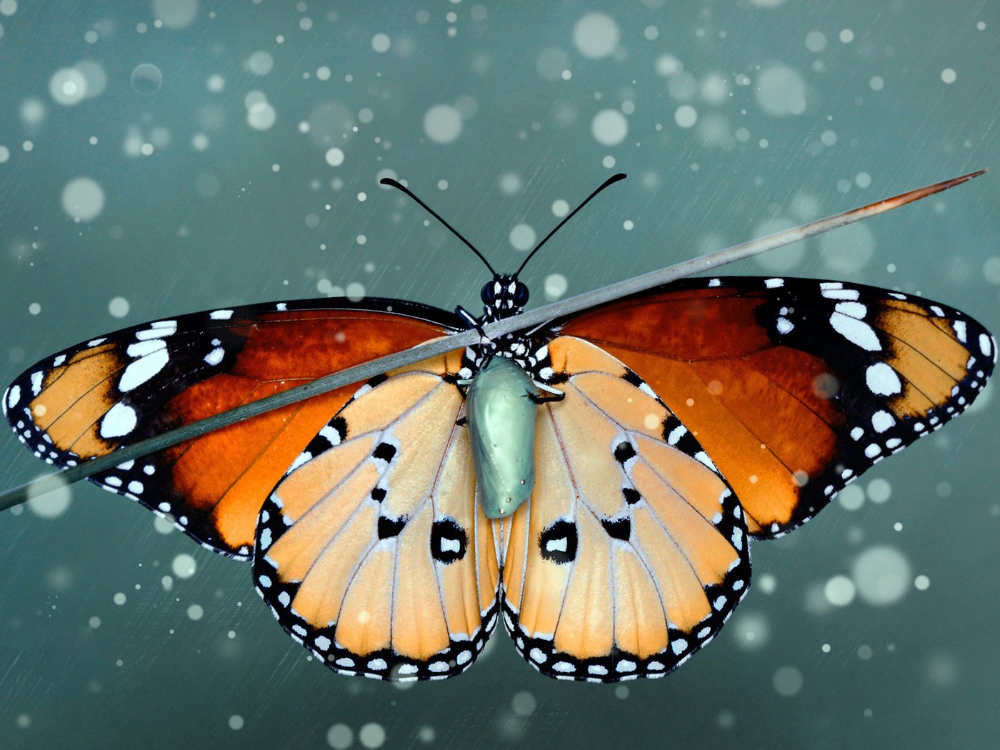 Обои насекомое, бабочка, крылья, куколка, травинка, монарх, insect, butterfly, wings, doll, a blade of grass, monarch разрешение 1920x1200 Загрузить