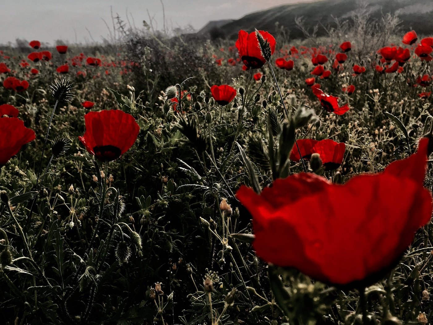 Обои цветы, поле, красные, маки, flowers, field, red, maki разрешение 4032x2270 Загрузить