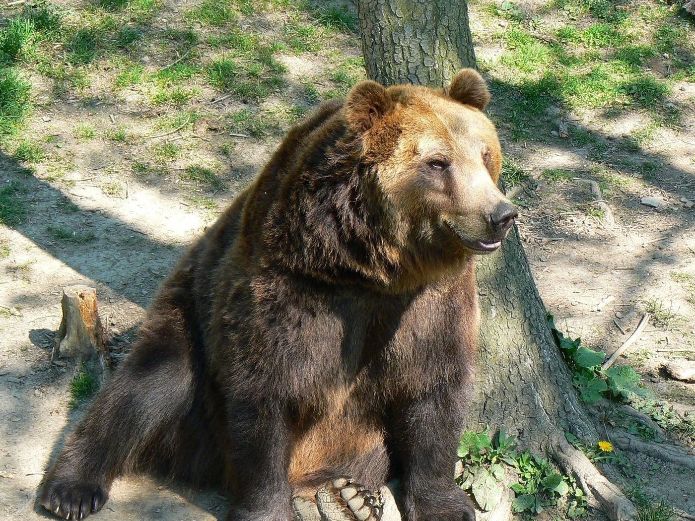 Обои морда, дерево, лапы, медведь, бурый медведь, сидя, face, tree, paws, bear, brown bear, sitting разрешение 1920x1200 Загрузить