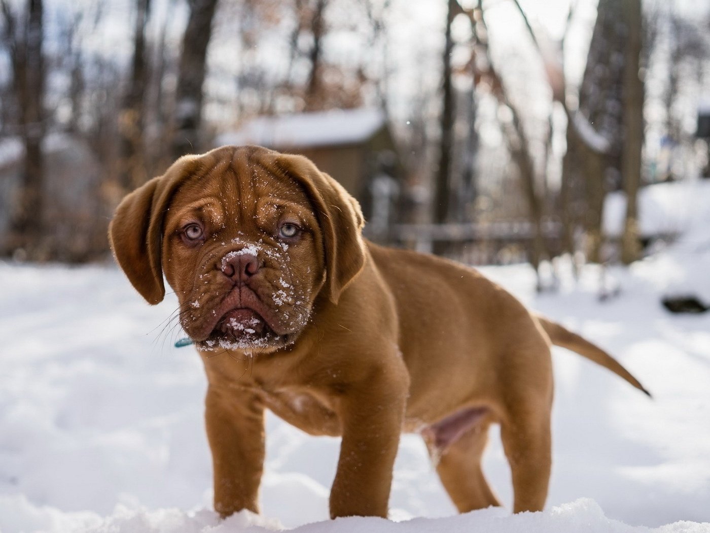 Обои снег, мордочка, взгляд, собака, щенок, бордоский дог, snow, muzzle, look, dog, puppy, dogue de bordeaux разрешение 1920x1200 Загрузить