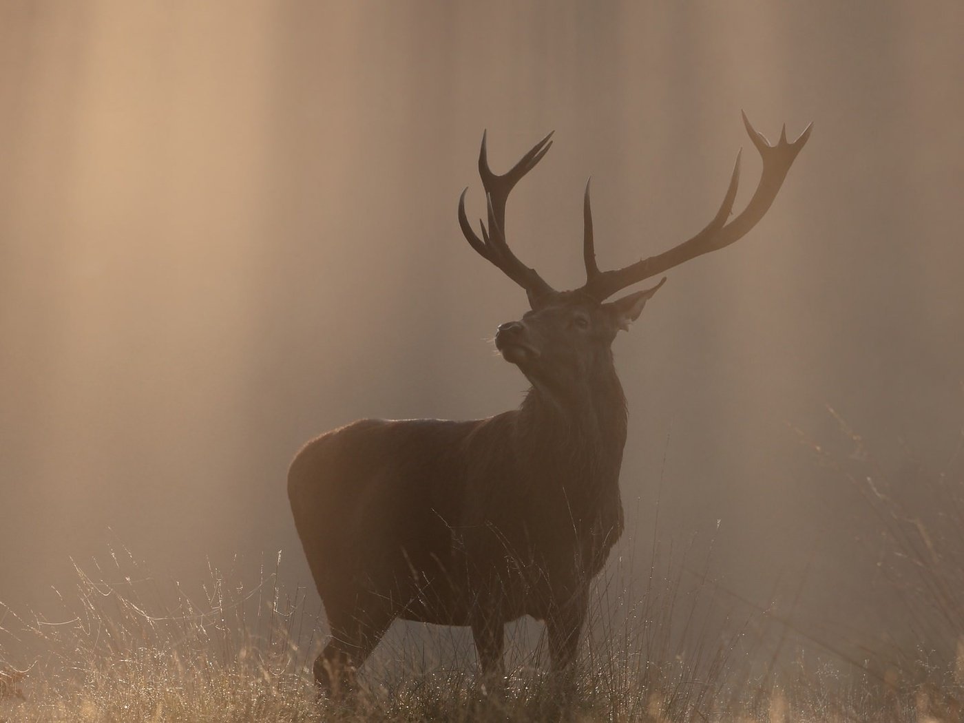 Обои природа, олень, туман, осень, рога, солнечный свет, nature, deer, fog, autumn, horns, sunlight разрешение 2048x1081 Загрузить