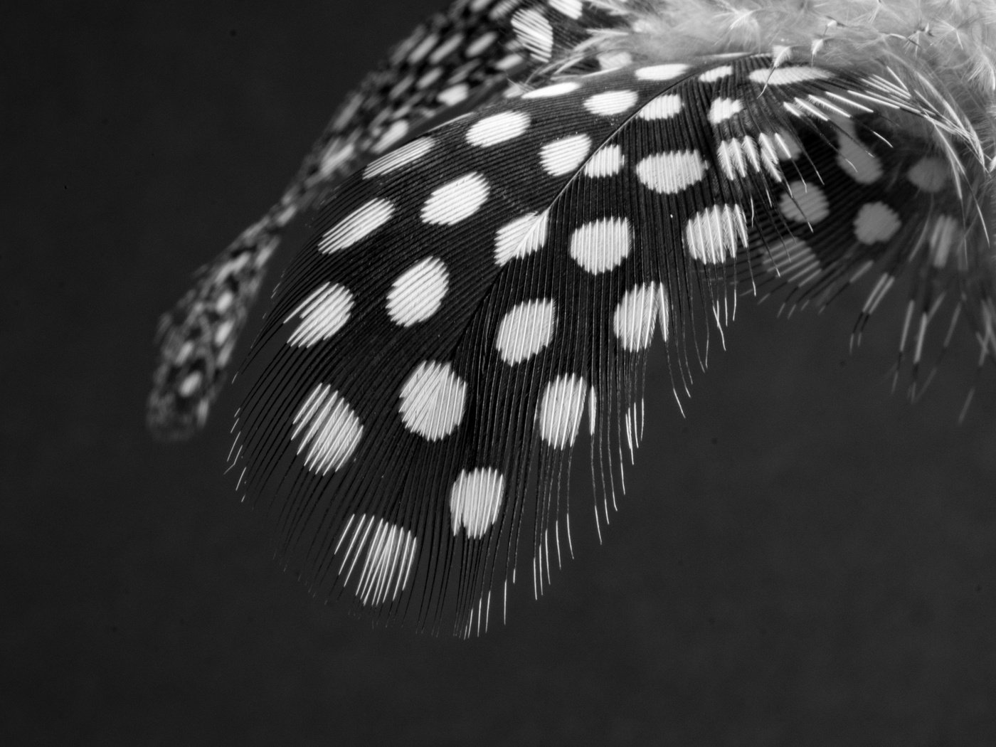 Обои чёрно-белое, перья, перо, перышко, black and white, feathers, pen, a feather разрешение 3840x2560 Загрузить