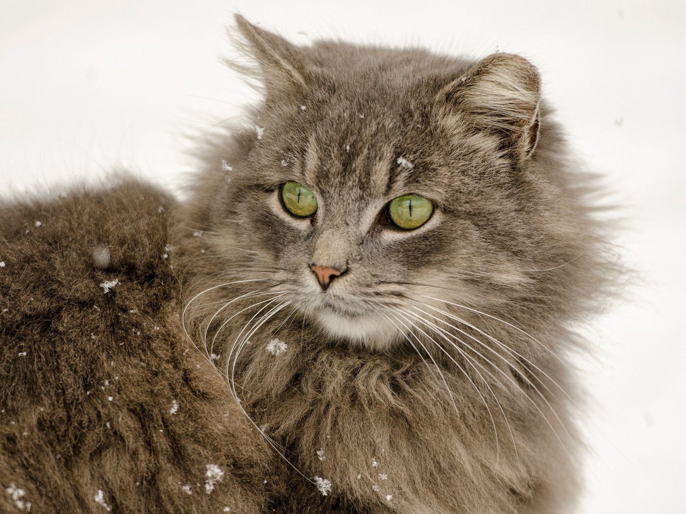 Обои снег, кот, мордочка, усы, кошка, взгляд, пушистый, ушки, зеленые глаза, green eyes, snow, cat, muzzle, mustache, look, fluffy, ears разрешение 2560x1600 Загрузить