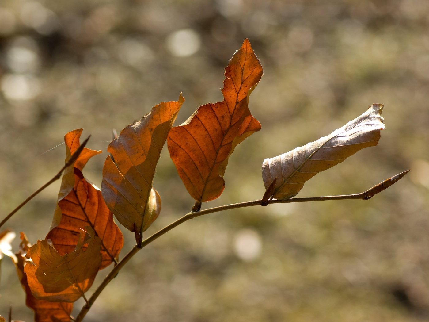 Обои ветка, природа, листья, осень, боке, сухие листья, branch, nature, leaves, autumn, bokeh, dry leaves разрешение 3872x2592 Загрузить