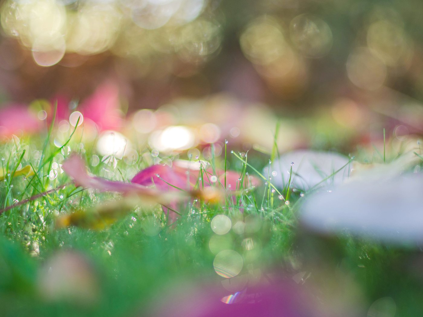 Обои трава, природа, листья, макро, роса, капли, осень, боке, grass, nature, leaves, macro, rosa, drops, autumn, bokeh разрешение 3840x2400 Загрузить