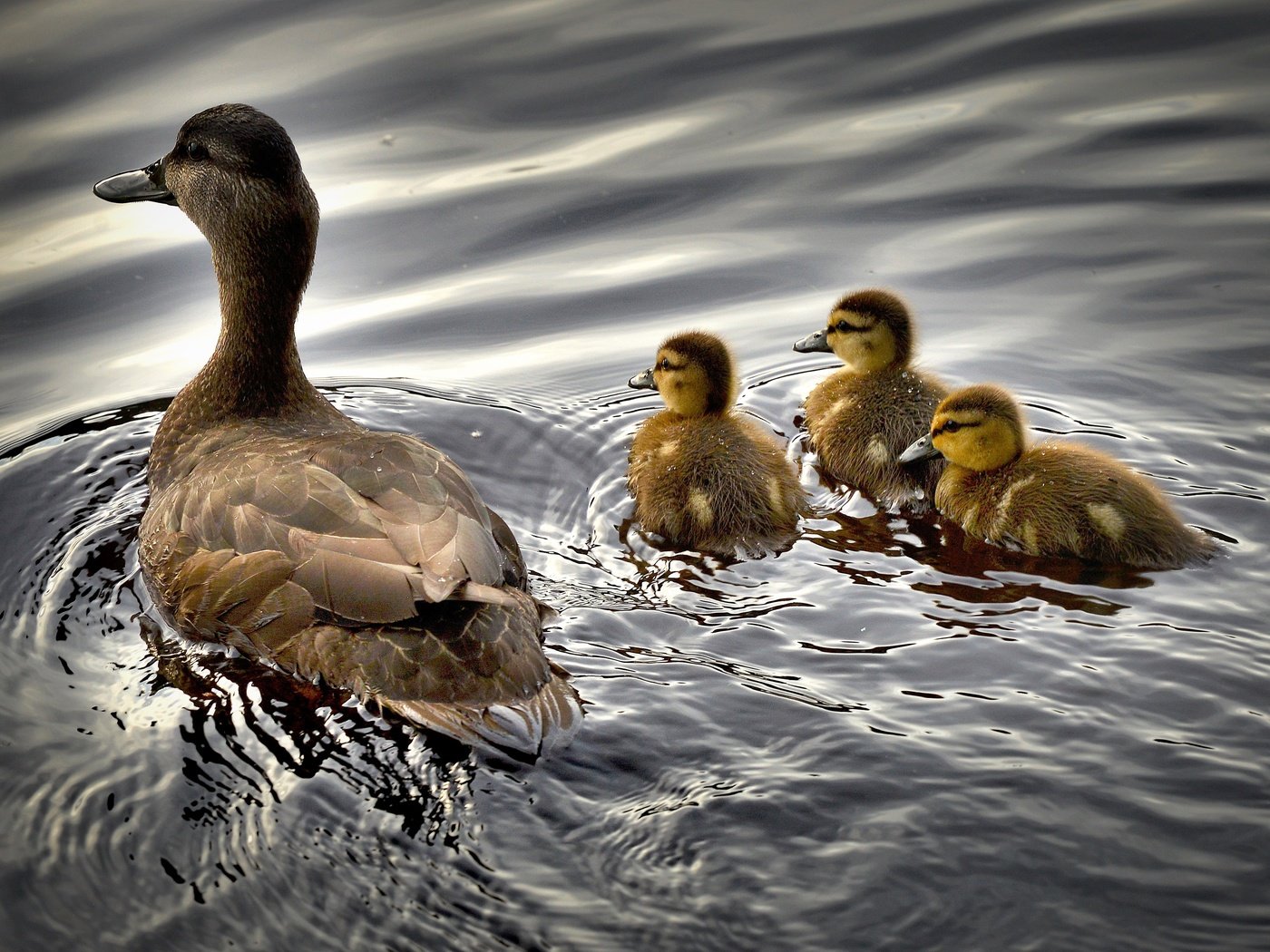 Обои вода, птицы, утята, утки, утка, птенцы, water, birds, ducklings, duck, chicks разрешение 4714x3011 Загрузить