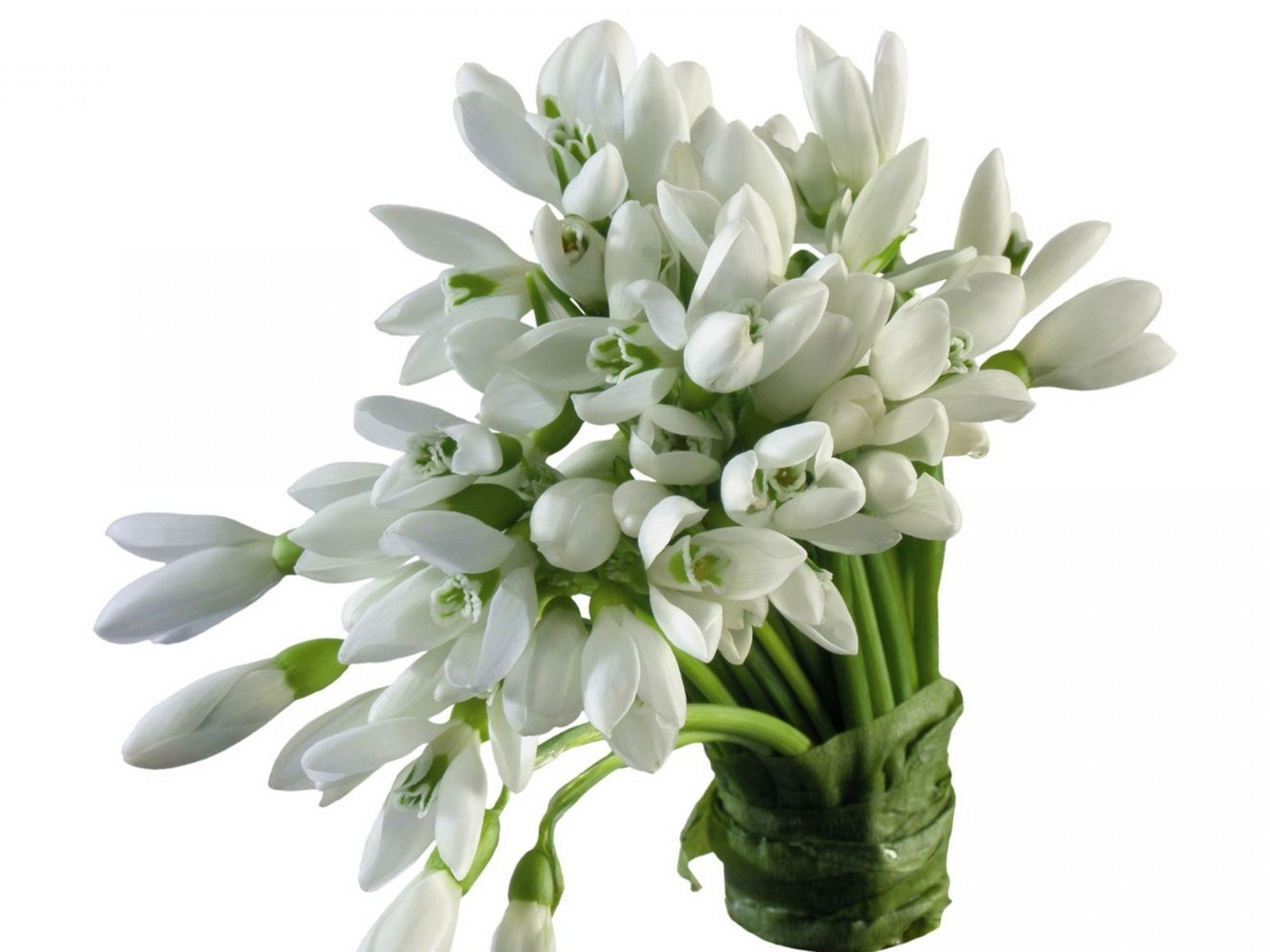 Обои цветы, весна, букет, белый фон, белые, подснежники, flowers, spring, bouquet, white background, white, snowdrops разрешение 3840x2400 Загрузить