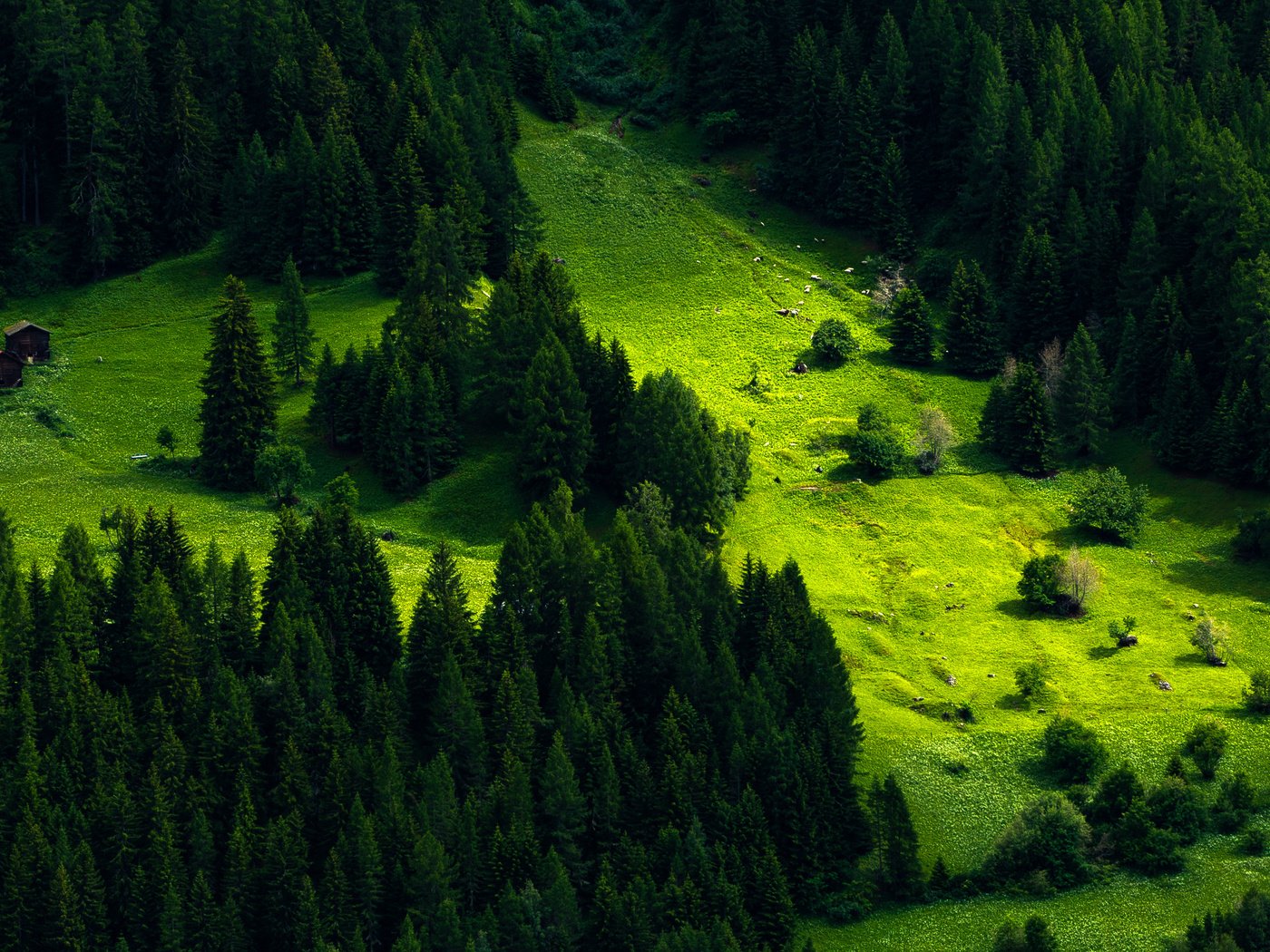 Обои деревья, природа, лес, швейцария, луг, пихта, trees, nature, forest, switzerland, meadow, fir разрешение 4350x2500 Загрузить