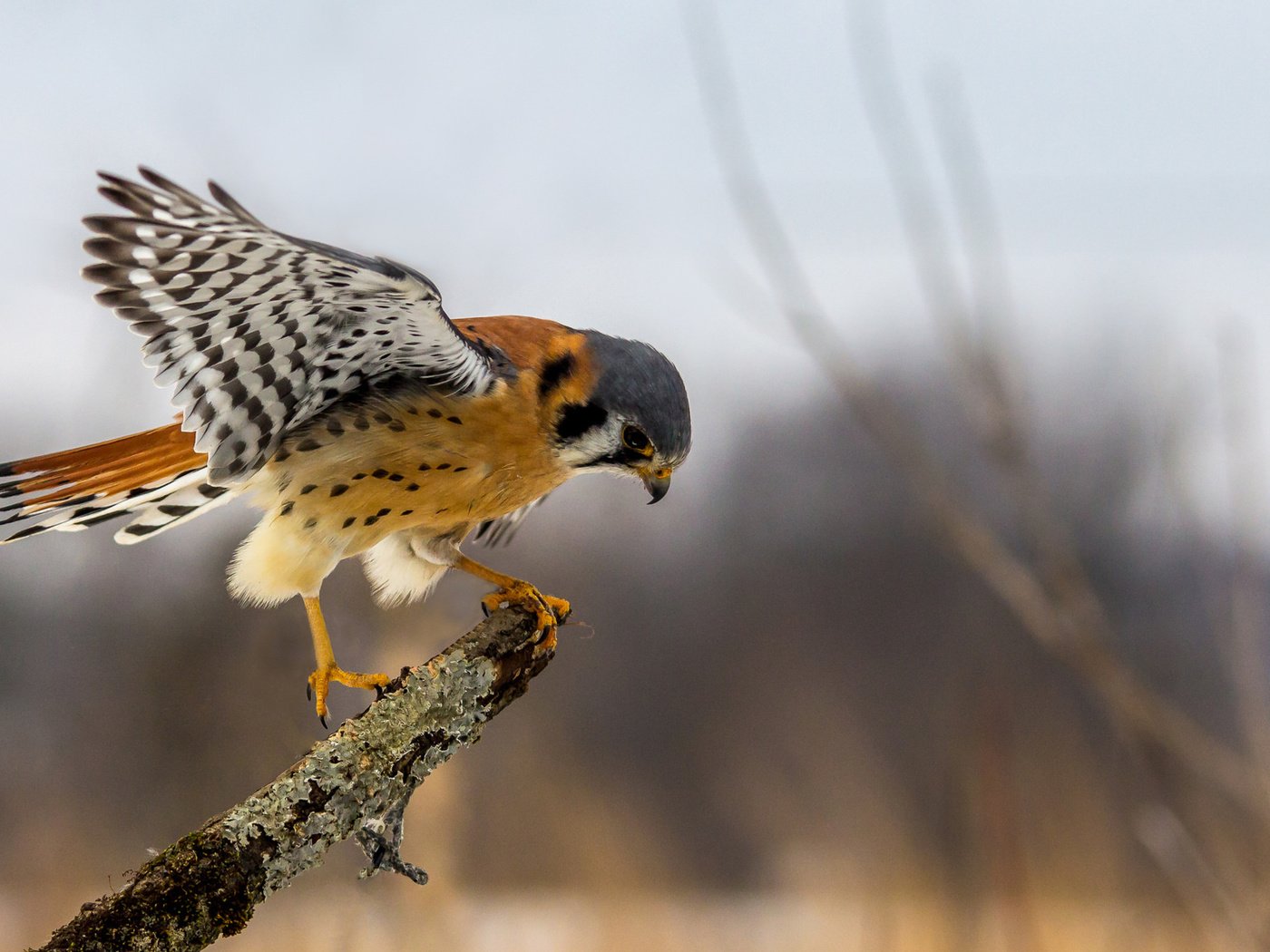 Обои ветка, крылья, сидит, птица, сокол, хищная, пустельга, branch, wings, sitting, bird, falcon, predatory, kestrel разрешение 3840x2160 Загрузить