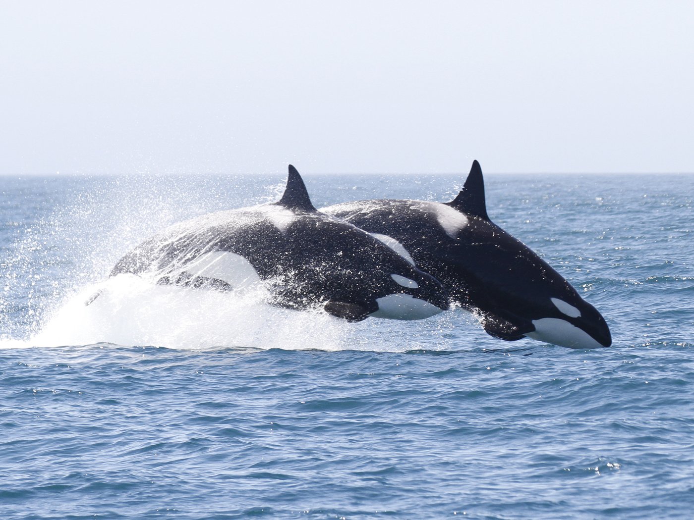 Обои вода, брызги, кит, косатка, water, squirt, kit, orca разрешение 3887x2186 Загрузить