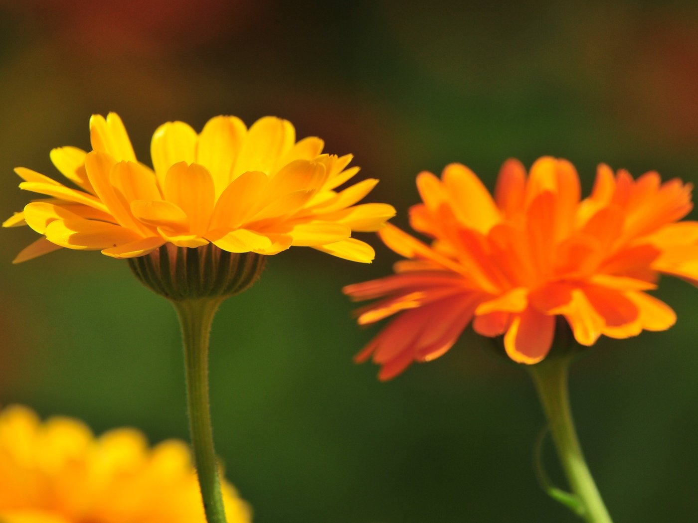 Обои цветы, лепестки, стебли, календула, flowers, petals, stems, calendula разрешение 4288x2848 Загрузить