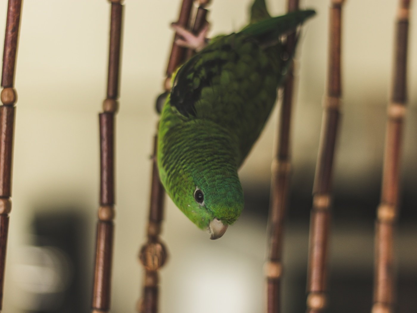 Обои зелёный, птица, клетка, попугай, green, bird, cell, parrot разрешение 5184x3456 Загрузить