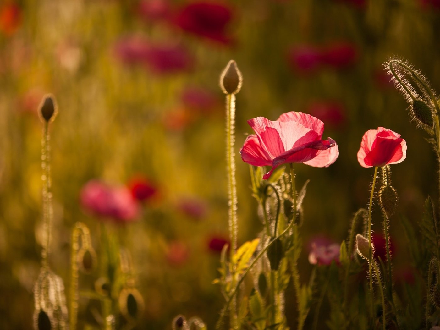 Обои свет, цветы, маки, боке, light, flowers, maki, bokeh разрешение 2048x1365 Загрузить