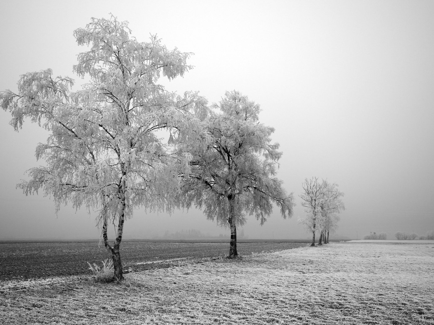 Обои дорога, деревья, снег, зима, поле, березы, иней, road, trees, snow, winter, field, birch, frost разрешение 1920x1200 Загрузить