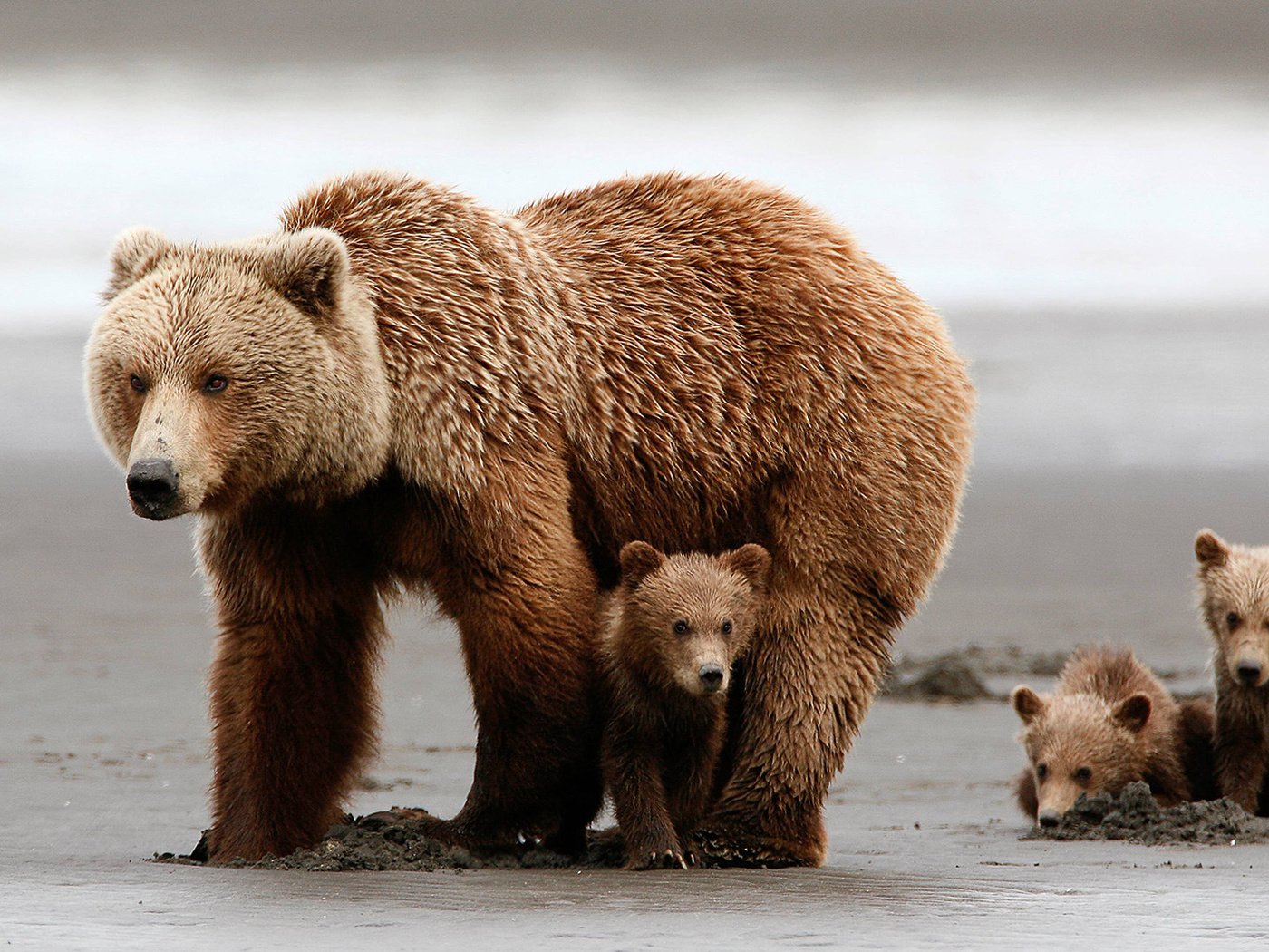 Обои медведи, медвежонок, медведица, медвежата, grizzly bear, bears, bear разрешение 1920x1080 Загрузить