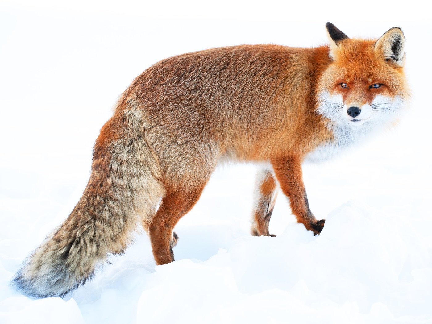 Обои зима, рыжая, лиса, хвост, winter, red, fox, tail разрешение 5198x3466 Загрузить