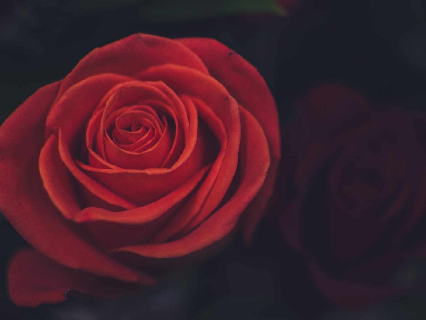 Обои цветок, роза, лепестки, крупный план, красная роза, flower, rose, petals, close-up, red rose разрешение 3507x2323 Загрузить