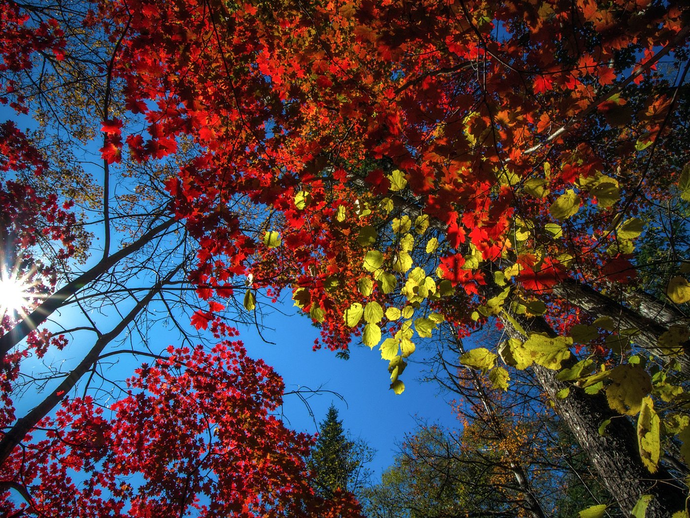 Обои небо, деревья, природа, лес, листья, осень, vitaly berkov, the sky, trees, nature, forest, leaves, autumn разрешение 1920x1200 Загрузить