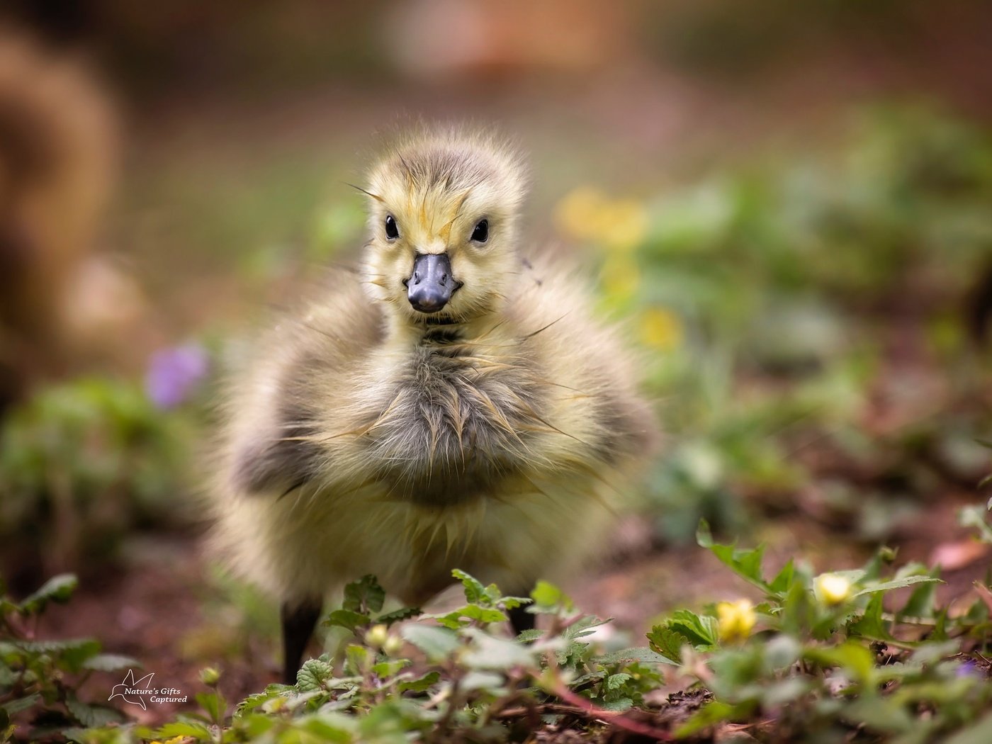 Обои птенец, природа, птица, клюв, перья, гусенок, chick, nature, bird, beak, feathers, gosling разрешение 2048x1363 Загрузить