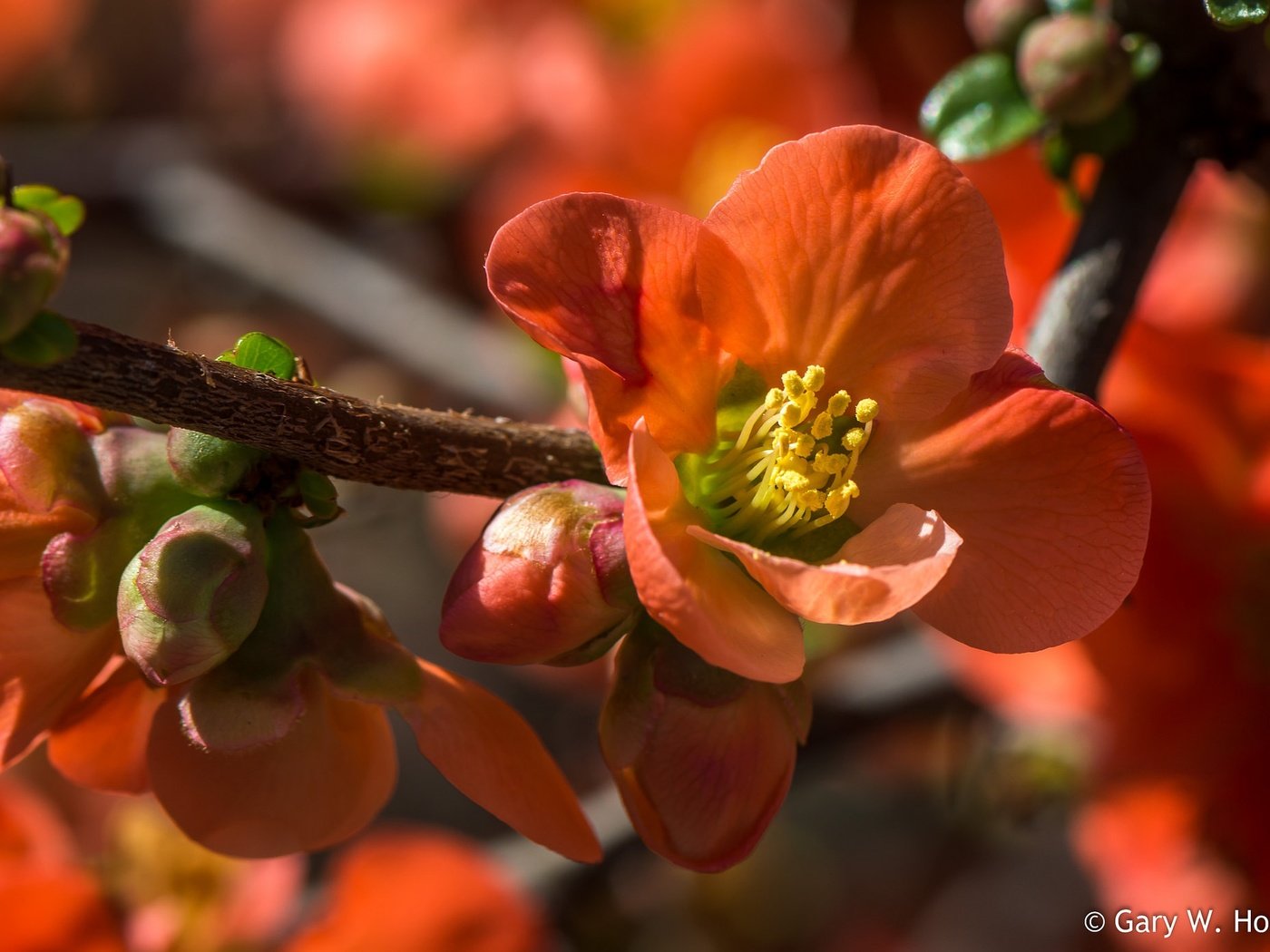 Обои цветы, ветка, цветение, весна, айва, flowers, branch, flowering, spring, quince разрешение 2048x1390 Загрузить