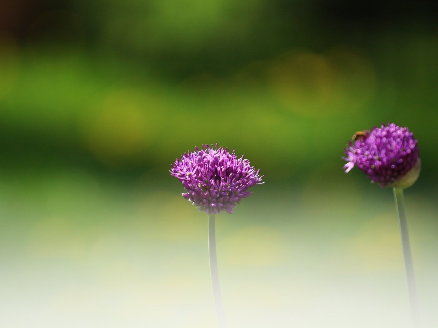 Обои цветы, зелень, насекомое, фон, размытость, декоративный лук, аллиум, flowers, greens, insect, background, blur, decorative bow, allium разрешение 1920x1280 Загрузить