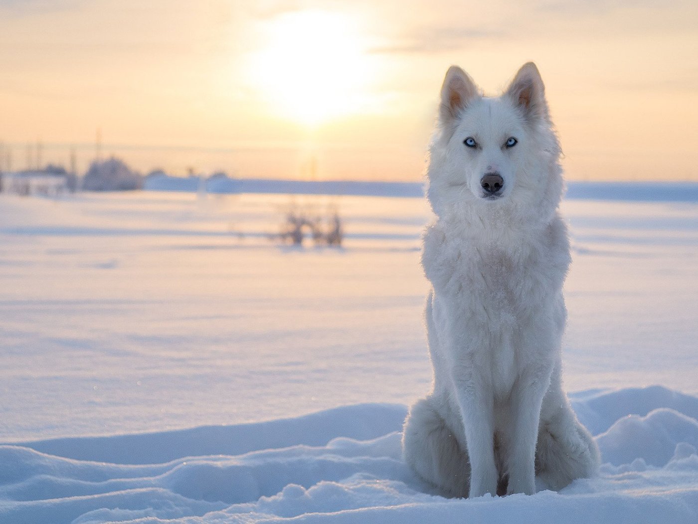 Обои снег, зима, собака, лайка, snow, winter, dog, laika разрешение 1920x1200 Загрузить