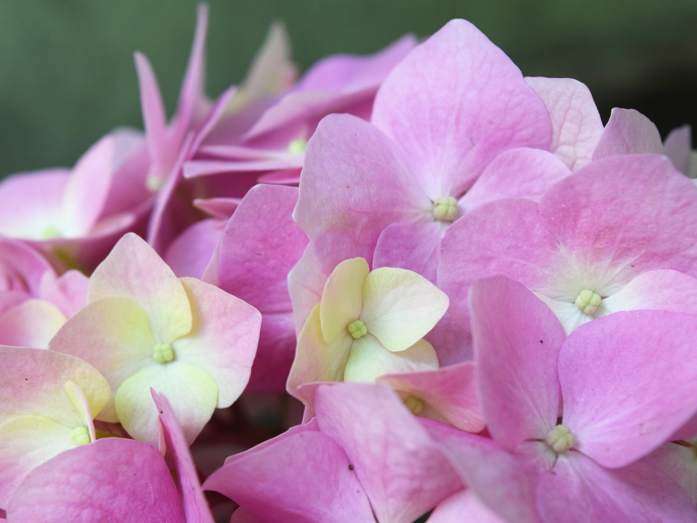 Обои цветок, розовый, нежный, гортензия, flower, pink, gentle, hydrangea разрешение 6000x4000 Загрузить