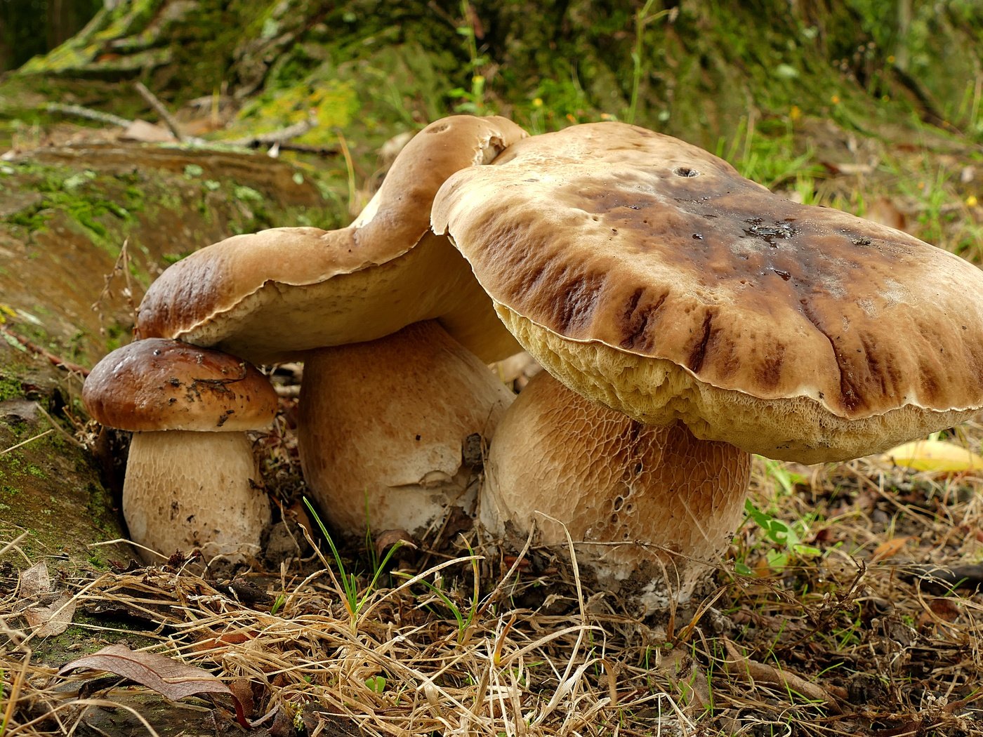 Обои трава, природа, грибы, белый гриб, grass, nature, mushrooms, white mushroom разрешение 4923x2976 Загрузить