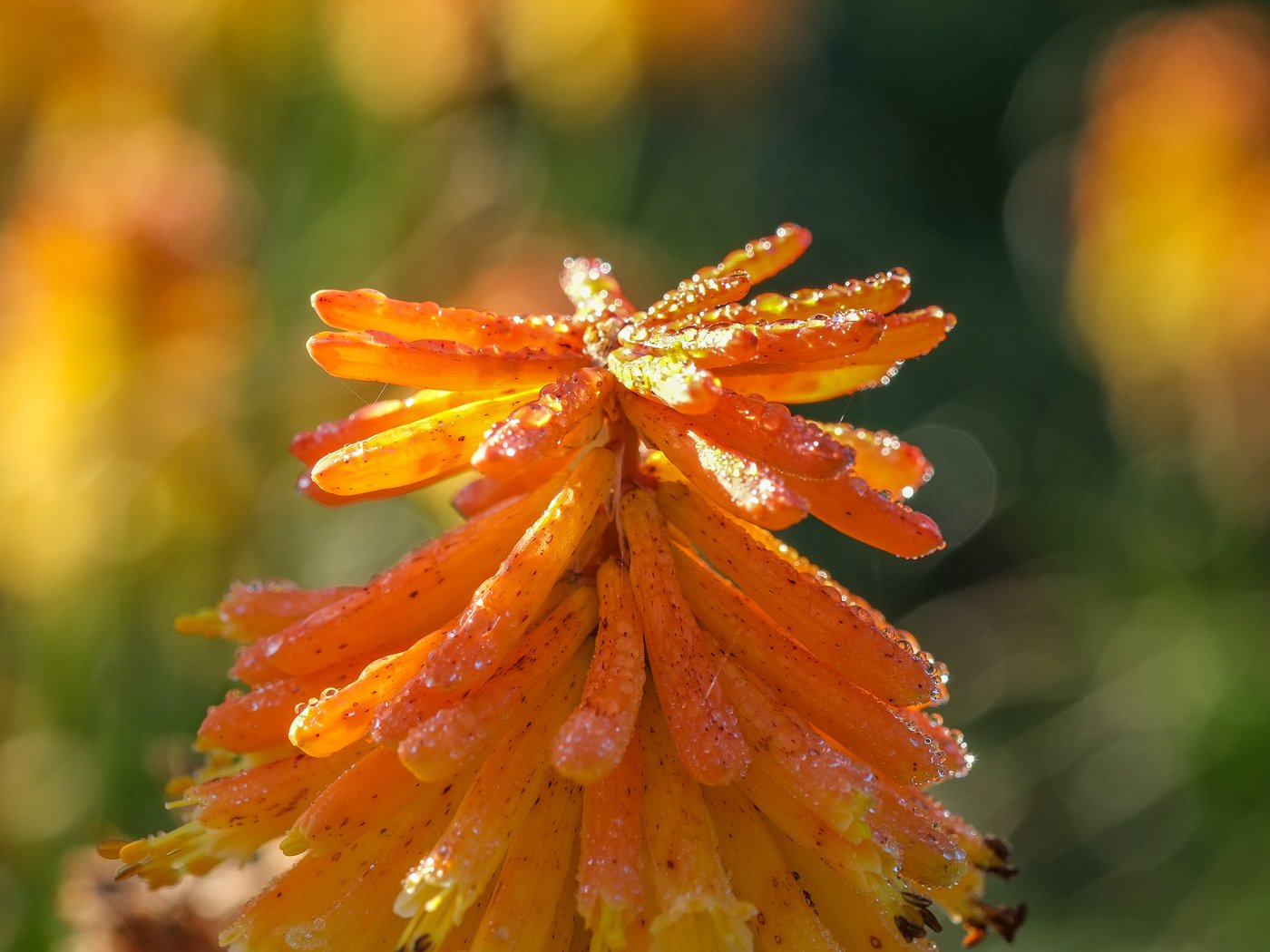 Обои природа, фон, цветок, книфофия, nature, background, flower, kniphofia разрешение 4896x2760 Загрузить