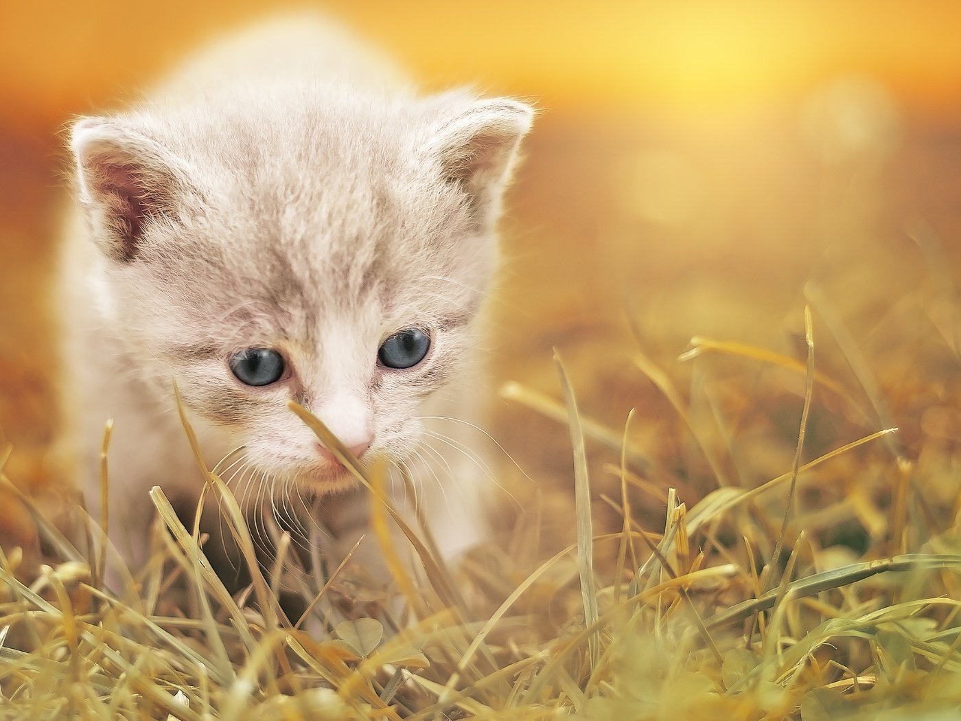 Обои трава, кот, мордочка, усы, кошка, взгляд, котенок, размытость, grass, cat, muzzle, mustache, look, kitty, blur разрешение 3160x1934 Загрузить