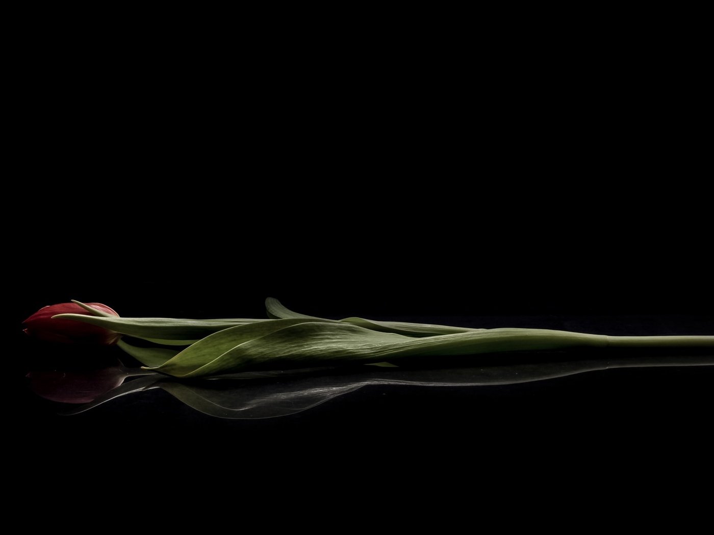 Обои отражение, цветок, черный фон, тюльпан, reflection, flower, black background, tulip разрешение 2560x1707 Загрузить