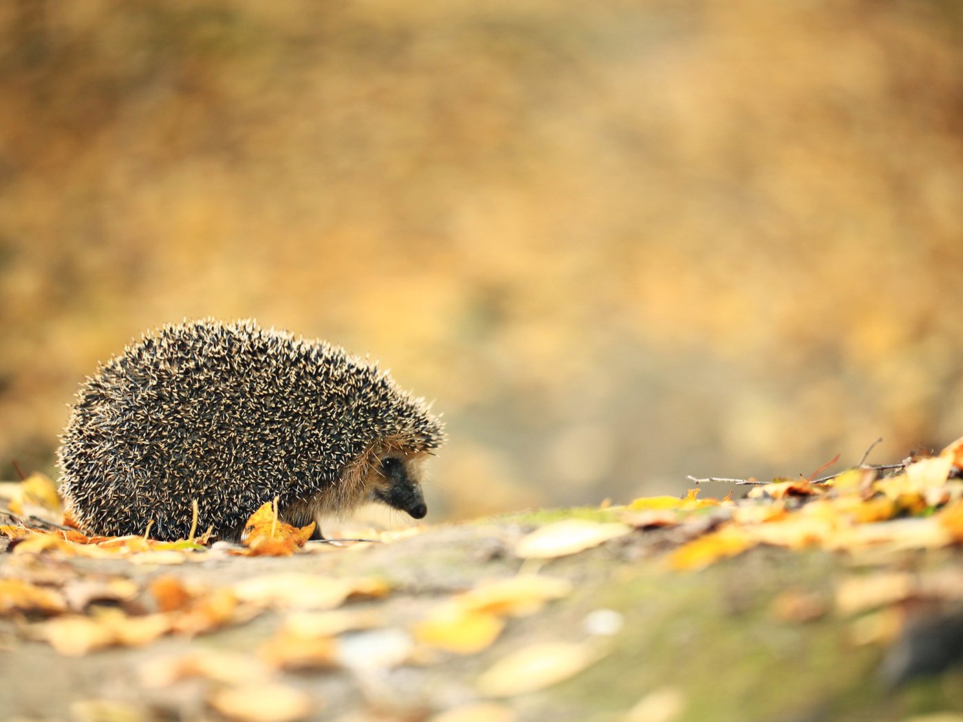 Обои листья, осень, ежик, еж, leaves, autumn, hedgehog разрешение 1920x1200 Загрузить