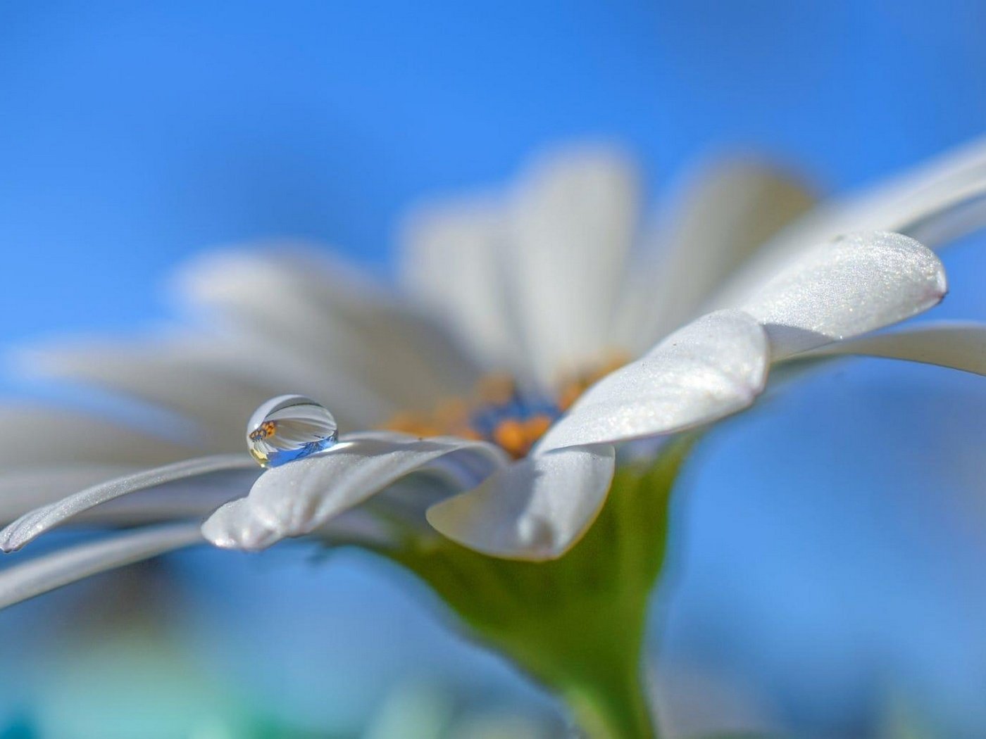 Обои небо, макро, цветок, капля, лепестки, белый, ромашка, aylin in the dropland, the sky, macro, flower, drop, petals, white, daisy разрешение 2097x1080 Загрузить