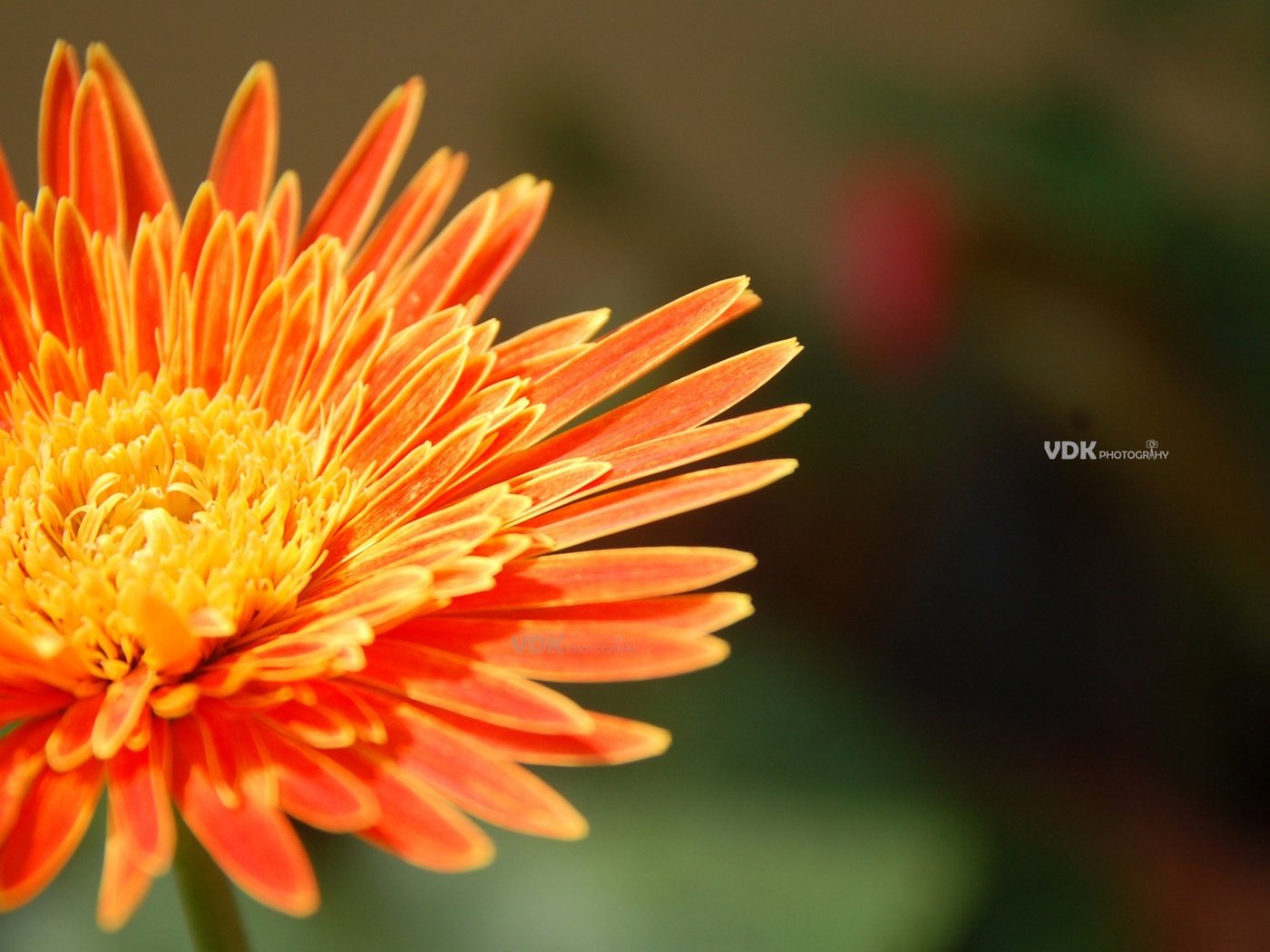 Обои макро, цветок, лепестки, хризантема, macro, flower, petals, chrysanthemum разрешение 2560x1600 Загрузить