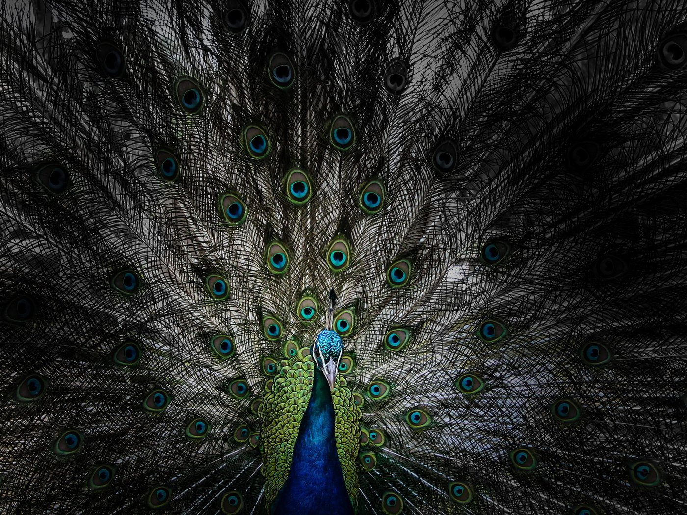 Обои птица, клюв, павлин, перья, хвост, bird, beak, peacock, feathers, tail разрешение 2560x1440 Загрузить