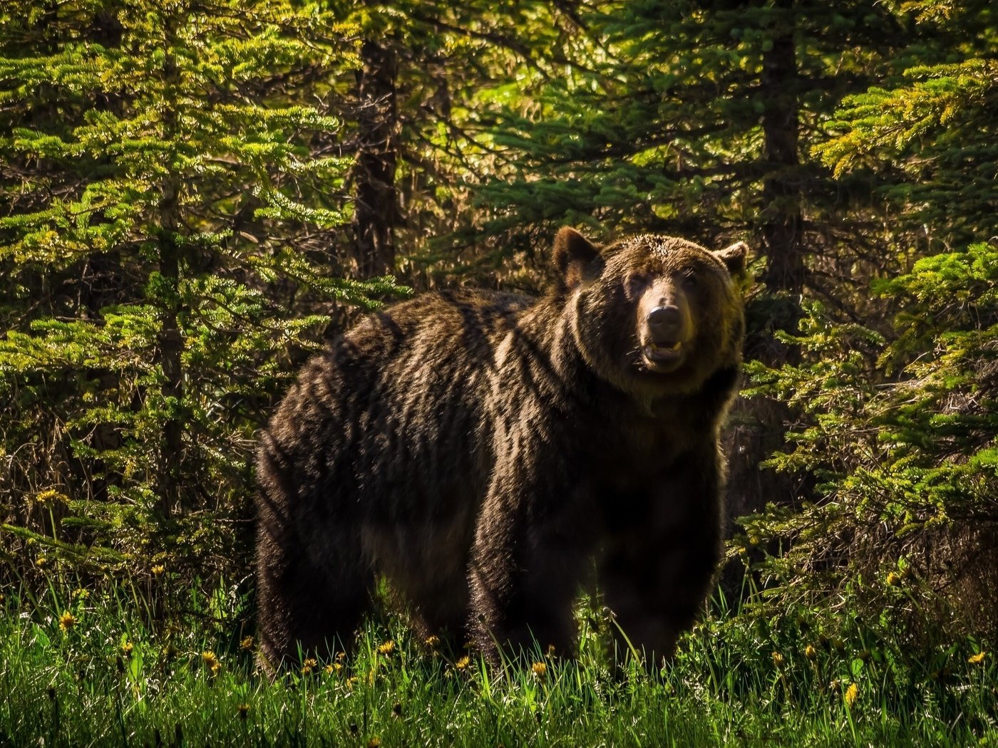 Обои морда, лес, взгляд, медведь, хищник, тайга, бурый медведь, face, forest, look, bear, predator, taiga, brown bear разрешение 2560x1600 Загрузить