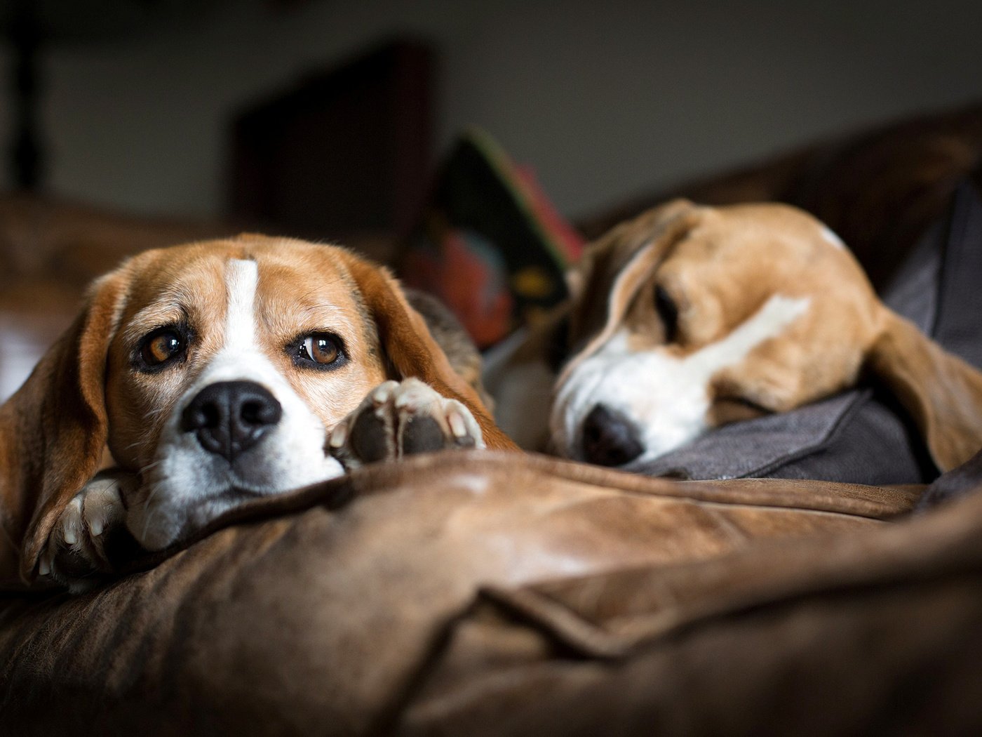 Обои мордочка, взгляд, сон, диван, лежат, собаки, бигль, muzzle, look, sleep, sofa, lie, dogs, beagle разрешение 2000x1240 Загрузить