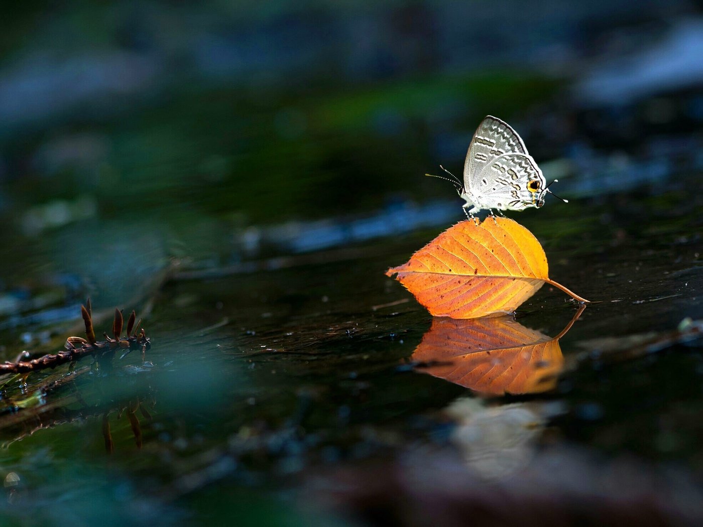 Обои вода, насекомое, бабочка, крылья, лист, water, insect, butterfly, wings, sheet разрешение 2048x1477 Загрузить