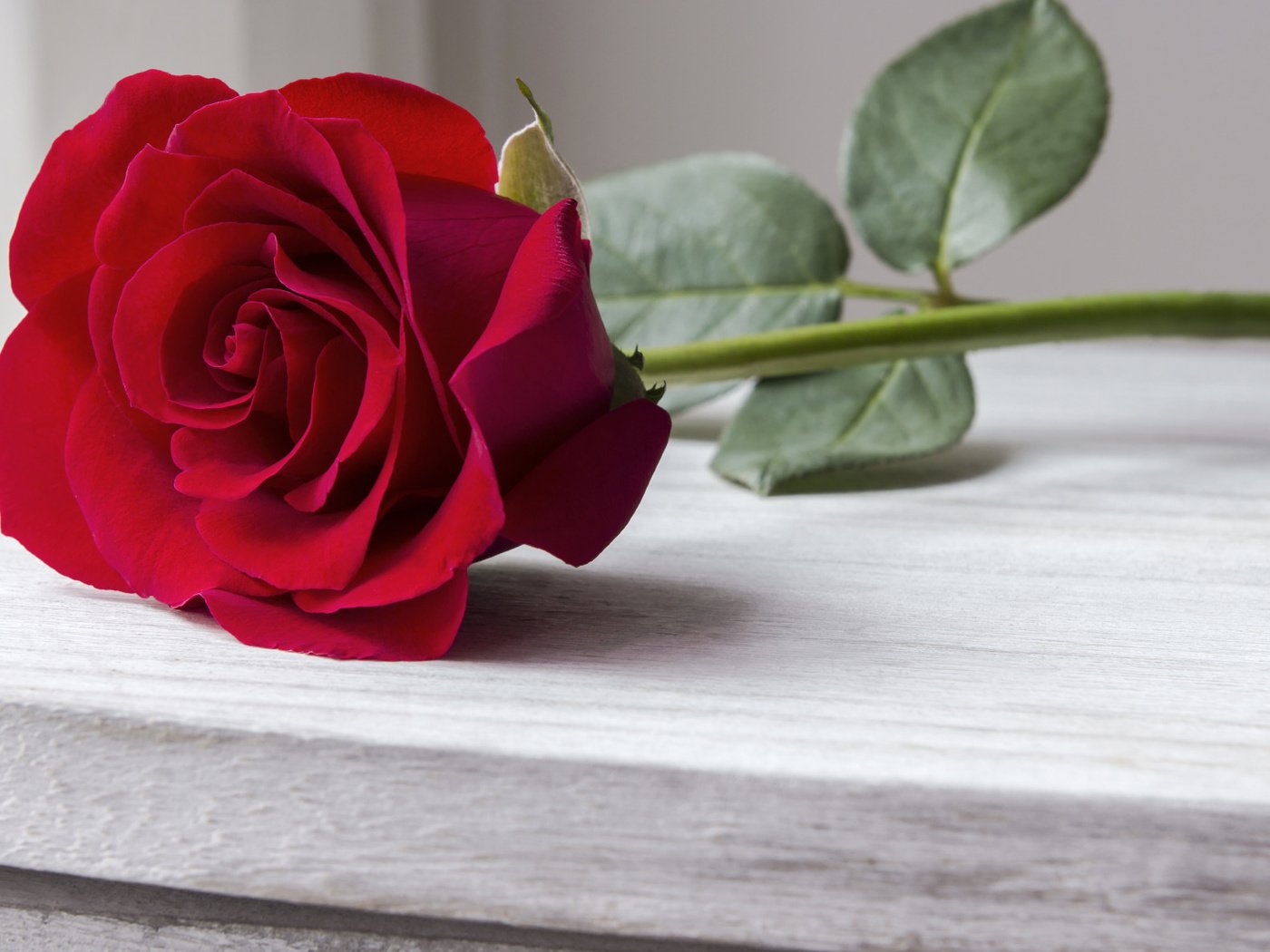 Обои розы, роза, бутон, романтик, краcный, красная роза, дерева, красива, roses, rose, bud, romantic, red, red rose, wood, beautiful разрешение 2112x1188 Загрузить