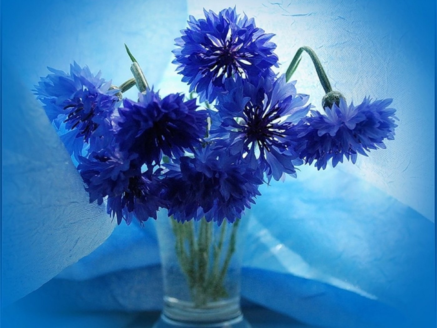 Обои цветы, ваза, букет васильков, flowers, vase, bouquet of cornflowers разрешение 1920x1661 Загрузить