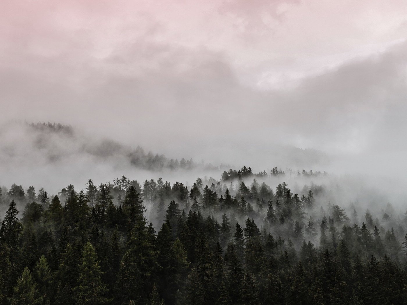 Красивые леса в тумане