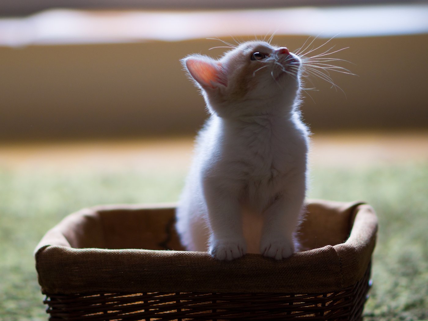Обои кот, усы, котенок, пушистый, белый, корзина, в коробке, смотрит вверх, cat, mustache, kitty, fluffy, white, basket, in the box разрешение 2048x1365 Загрузить