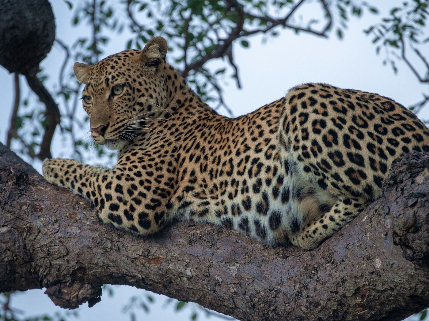 Обои леопард, дикая кошка, на дереве, leopard, wild cat, on the tree разрешение 2048x1365 Загрузить
